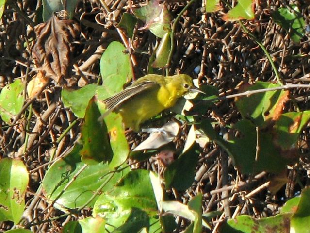 Orchard Oriole